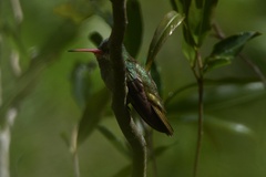 Hylocharis chrysura