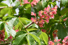 Aesculus × carnea