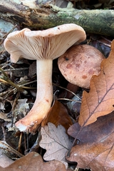 Lactarius quietus