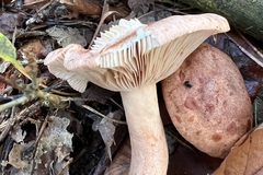 Lactarius quietus