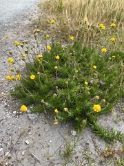 Senecio pillansii