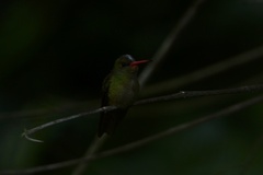 Hylocharis chrysura