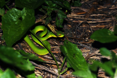 Trimeresurus albolabris