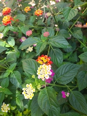 Lantana camara
