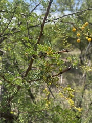 Vachellia swazica