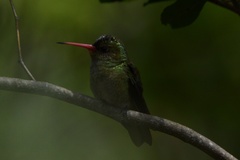 Hylocharis chrysura