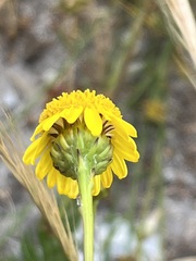 Senecio pillansii