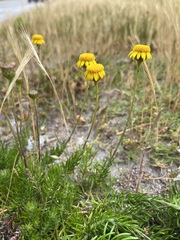 Senecio pillansii