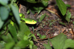 Trimeresurus albolabris