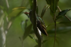Hylocharis chrysura