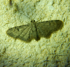 Eupithecia ultimaria