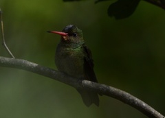 Hylocharis chrysura