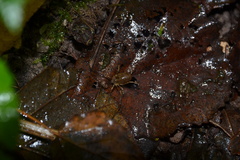 Oligolophus