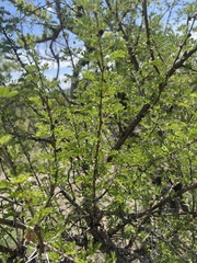 Vachellia swazica