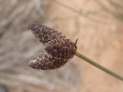 Hellmuthia membranacea