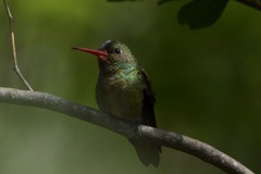 Hylocharis chrysura