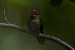 Hylocharis chrysura