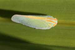 Ormenaria rufifascia