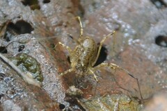 Oligolophus