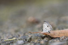 Megisba malaya sikkima