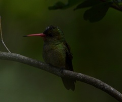 Hylocharis chrysura