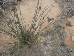 Hellmuthia membranacea