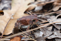 Anaxyrus americanus charlesmithi