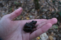 Lithobates sphenocephalus utricularius