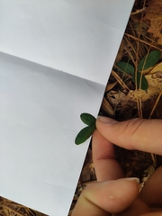 Pieris phillyreifolia