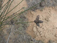 Hellmuthia membranacea