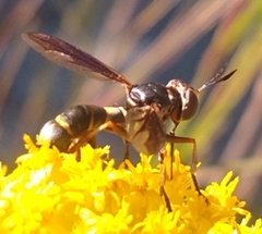 Physocephala marginata