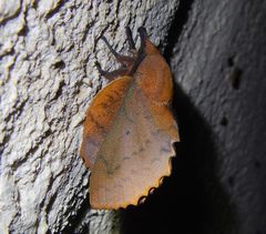 Gastropacha quercifolia