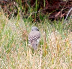Motacilla capensis capensis