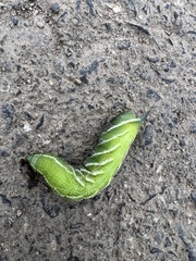 Smerinthus ocellata