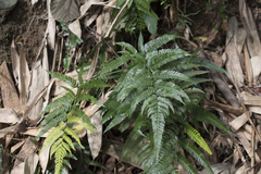 Dryopteris varia