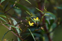 Ludwigia hyssopifolia
