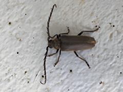 Prosphilus pectinicornis