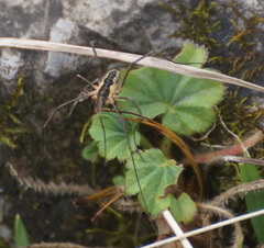 Mitopus