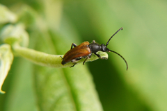 Pseudovadonia livida