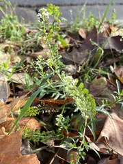 Lepidium virginicum