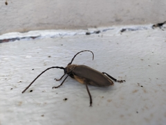 Prosphilus pectinicornis