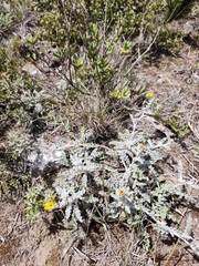 Berkheya heterophylla heterophylla