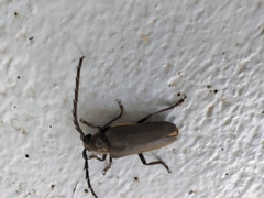 Prosphilus pectinicornis