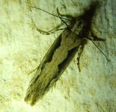 Ornativalva