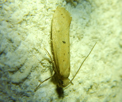 Gelechiinae