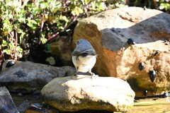 Curruca crassirostris