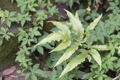 Tectaria subtriphylla