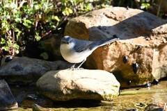 Curruca crassirostris