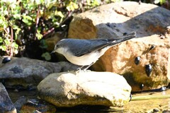 Curruca crassirostris