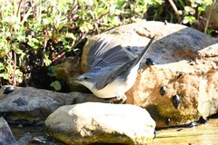 Curruca crassirostris